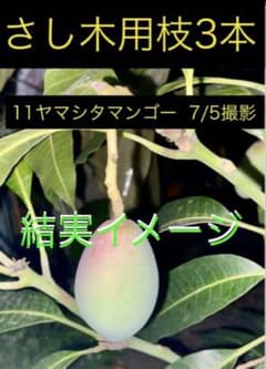 耐寒性マンゴーの枝 3本【雪姫】挿し木用穂木 - メルカリ