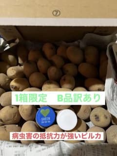 じゃがいも種芋　希少種ピルカ40個以上約1.5K 時期があるので御早めに購入をのサムネイル