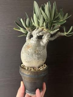 希少綴化】パキポディウム グラキリム 手乗りサイズ 良型短枝 - メルカリ