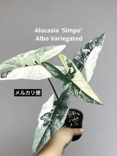 超レア‼️美株✨】アロカシア シンポ アルボ 斑入り 白斑 希少