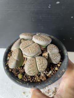 リトープス 群生株のサムネイル
