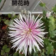 スプレーマム 菊 抜き苗 2本のサムネイル