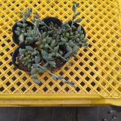 多肉植物アーモンドネックレス5鉢抜き苗のサムネイル