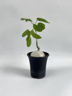 アデニア リンデニー 鉢ごと発送 アデニア リンデニー 鉢ごと発送 - メルカリ