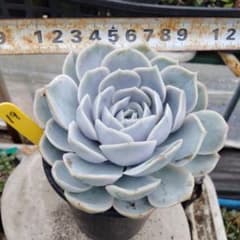 購入済み。No9 ラレガ×ブルーサプライズ　抜き苗　発送方法①　多肉 多肉植物 ブルーサプライズ抜き苗 - メルカリ