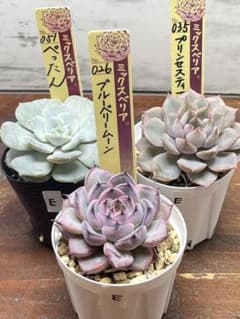 E】ミックスベリア3種セット 札なし 抜き苗 - メルカリ