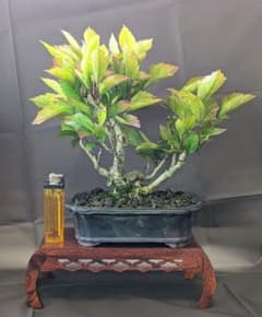 ハイビスカス盆栽 花物 赤花 - メルカリ