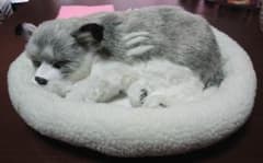ハスキー犬 眠る ぬいぐるみのサムネイル