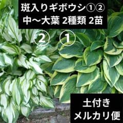 珍品　小型　ギボウシ　ホスタ　変わり斑　まだら　お写真全て　ぬき苗メルカリ便 斑入り ギボウシ ①② 2種類 2 苗 中〜大葉 ホスタ メルカリ便 日陰