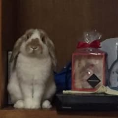 みよっぺ様専用のサムネイル