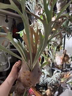 トキントキン　veitchii wild 子株2つ トキントキン veitchii wild 子株2つ - メルカリ