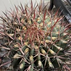 サボテン　フェロカクタス　神仙玉　希少　特大株　茨城県まで引き取りに来れる方限定 サボテン フェロカクタス 神仙玉 希少 特大株 茨城県まで引き取りに