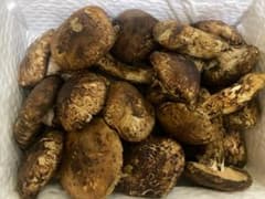 新鮮な松茸1kgのサムネイル