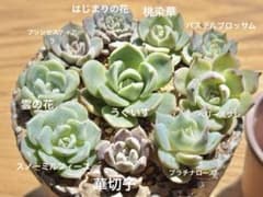❁おらいさん苗 ミックスベリア 10種セット （カット、微根苗） - メルカリ