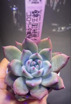 錦玉園 特選 コロラータ 実生 ルイパパさん苗 札付き - メルカリ