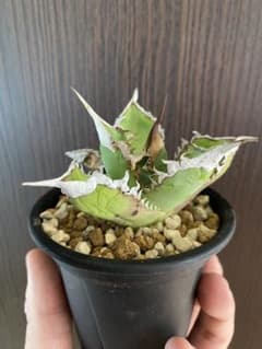 アガベ オテロイ実生のサムネイル