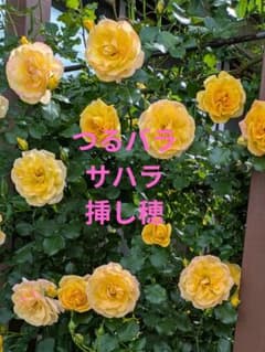 つるバラ サハラ 挿し穂2本 - メルカリ