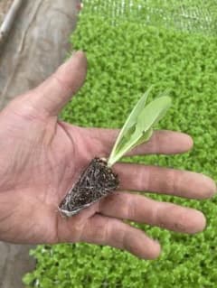 ロメインレタス苗　25本のサムネイル