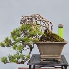 五葉松 [根上がり懸崖] 貴風盆栽 - メルカリ