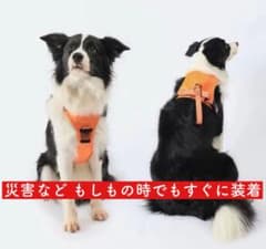【新品 大特価】犬 ハーネスリード（一体型）のサムネイル