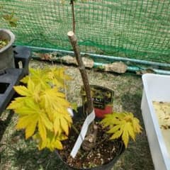 希少品種 黄金カエデ ジョーダン（イタヤカエデ）苗 鉢植え　送料込！茨城！ 希少品種 黄金カエデ ジョーダン（イタヤカエデ）苗 鉢植え 送料込