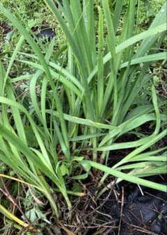 新鮮ニラ苗 無農薬　家庭菜園のサムネイル