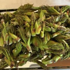 【初物‼︎棘なしタラの芽】　200gのサムネイル