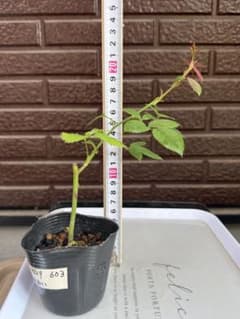 603 バラ バラ挿し木苗 和バラ あおい - メルカリ