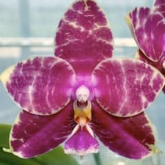 mimosa様専用のサムネイル