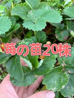 美味しい苺の苗20株のサムネイル