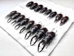 クワガタ 昆虫標本セット まとめ売りのサムネイル