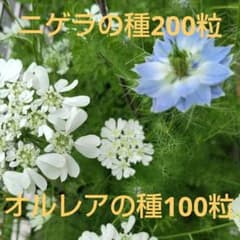 ニゲラ＆オルレアの種 自家採種 2026年6月採種 - メルカリ