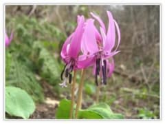 【山野草】カタクリ（片栗）・100球（来春開花見込み球） 山野草】カタクリ（片栗）（重さが5-6位のもの）・大球10球 来春開花