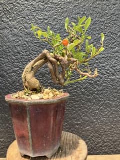 小品盆栽 キンズ金豆 極太 極上品 早いもの勝ち - メルカリ