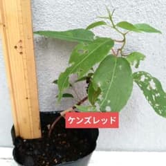 ベビーキウイ ケンズレッド メス 挿し木苗 抜き苗 H | Mercari
