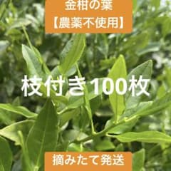 アゲハ蝶の幼虫の餌】金柑の葉 枝付き100枚以上 ネコポス 新鮮 - メルカリ