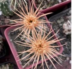 花サボテン【白檀】、カキコ_昭和_2006 - メルカリ