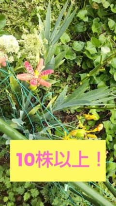 ヒオウギ苗　10株以上のサムネイル