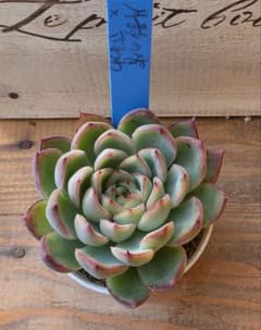 多肉植物　月影の宵xざわわ　おらいさん苗　青札のサムネイル
