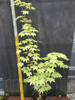 超希少イタヤカエデ「名栗錦」接木大苗 6号鉢全長100cm② ①超希少イタヤカエデ「名栗錦」接木大苗 7号鉢全長140cm - メルカリ