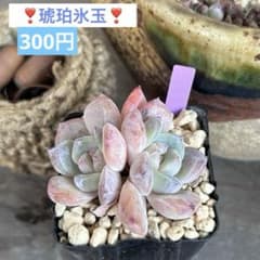 ❣️琥珀氷玉❣️現品 エケベリア 寄せ植え 多肉弁当 多肉植物 - メルカリ