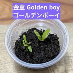 ば*ー様 【ビカクシダ】金童 Golden boy ゴールデンボーイ 胞子培養株のサムネイル