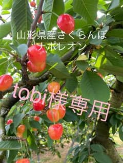 山形県産さくらんぼ(ナポレオン) tobi様専用のサムネイル