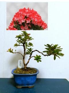 盆栽　皐月　(緋縅)　樹高45cm 盆栽 皐月 (緋縅) 樹高45cm 盆栽 皐月 日光 樹高 約19cm さつき