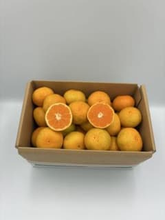 みかん　小粒　高知県産 山北みかん 1.5kg ★濃厚な甘みと爽やかな酸味のサムネイル