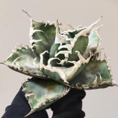 1348多肉植物Agave IRAN Emerald，イランエメラルド 極上5株 1272多肉植物 Agave IRAN Emerald，イランエメラルド 極上株 - メルカリ