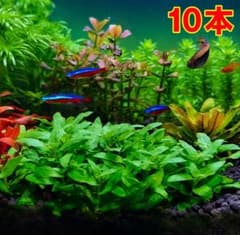 ストロギネレペンス【完全水中葉】10本 スネール無し 無農薬のサムネイル