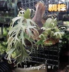 ビカクシダ　P. Anapat#1 sporeling ビカクシダ P. Anapat#1 sporeling