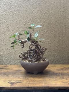 ガジュマル盆栽 古木のサムネイル