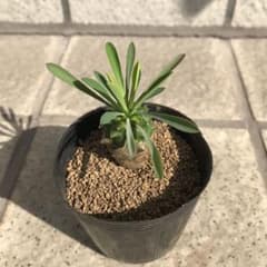 多肉植物　峨眉山のサムネイル